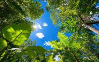Vibrant giant ferns and lush tropical canopy under bright blue sky in a verdant landscape photo