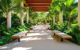 Ancient ferns and cycads flourish in a lush tropical landscape with benches for visitors to enjoy nature's beauty photo