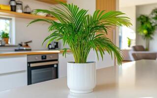 Sagopalm enhances the modern kitchen with vibrant greenery in a spacious interior photo