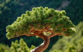 Majestic ancient conifer tree stands tall against a backdrop of green foliage in a serene natural setting photo