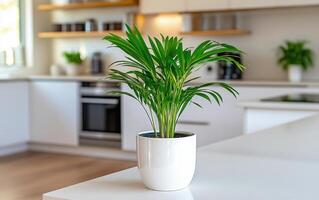 Elegant sagopalm enhances the inviting atmosphere of a modern kitchen with abundant natural light and minimalist design elements photo