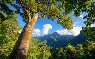 Majestic grove of towering trees and lush mountains under a bright blue sky at midday photo
