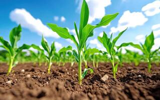 Bioremediation technology utilizing green plants for soil restoration and environmental recovery photo