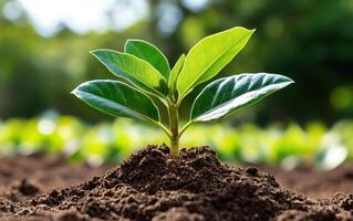 Innovative health restoration through planting a young plant in fertile soil under bright sunlight in a lush garden setting photo