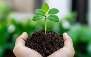 Innovative soil regeneration methods enhance agricultural sustainability through artificial intelligence practices photo