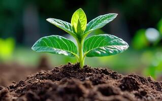 Bioremediation technology utilizing plant growth in soil for environmental healing and restoration photo