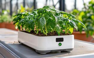 Innovative farming technology enables precision soil analysis for healthy basil growth in a greenhouse setting photo