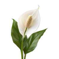 peace lily flower on transparent background png