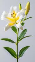 Beautiful white lily flower with yellow accents and green leaves on a grey background photo