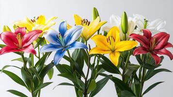 Vibrant lily bouquet with red, blue, yellow, and white flowers on a neutral background photo