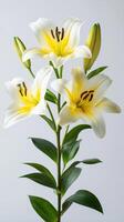 Elegant white lilies with yellow accents and fresh green leaves on a neutral background photo