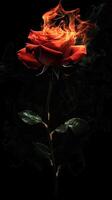Flaming red rose with smoke on black background photo