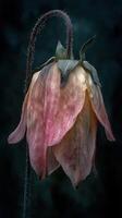 Delicate pink and white flower with a drooping petal against a dark background photo