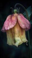 Close-up of a wilted flower with delicate petals in shades of pink and yellow photo