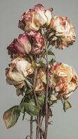 Dried roses bouquet with faded petals and green leaves against a light grey background photo