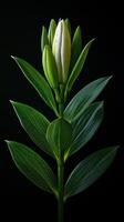 Elegant white lily bud surrounded by lush green leaves on a dark background photo