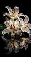 Elegant white lilies with reflection against black background photo