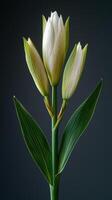 Elegant white blossom with green leafy stems against a dark background photo