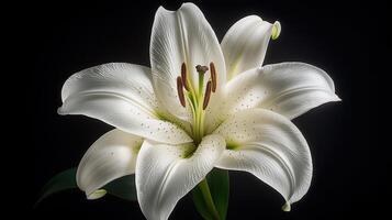 Stunning close-up of a white lily flower with black background photo
