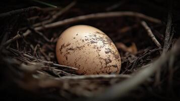 Close-up of a speckled egg in a natural nesting environment photo