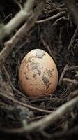 Brown egg nestled in earthy nest surrounded by twigs and roots photo