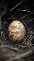 Brown speckled egg nestled in natural habitat amongst twigs and grass photo