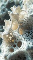 Close-up macro shot of coral structure with intricate holes and patterns photo