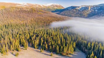 Aerial view of dense evergreen forest with mist over mountain valley photo