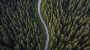 Aerial view of winding road through dense green forest in summer photo