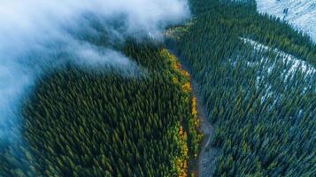 Aerial view of evergreen and deciduous forest in misty mountain landscape photo