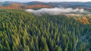 Aerial view of dense forest with autumn trees and misty hills in the background photo