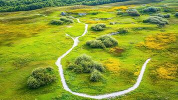 Aerial view of lush meadow with winding path and greenery landscape photo