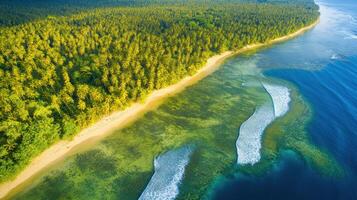 Aerial view of tropical beach with palm trees and ocean waves along shoreline photo