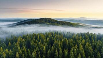 Majestic pine forest covered in misty haze at sunrise with rolling hills photo