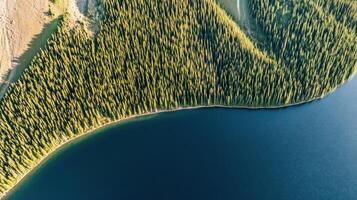 Aerial view of dense evergreen forest and lake shoreline in sunlit landscape photo