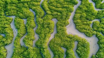 Aerial view of lush mangrove forest with winding waterways and vibrant green foliage photo