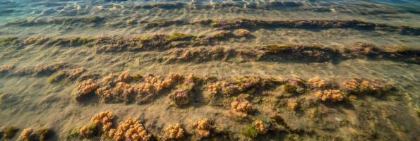 Underwater view of shallow seabed with algae and seaweed patterns photo