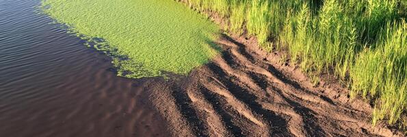 Algae-covered shoreline and rippling sand patterns with lush green grass photo