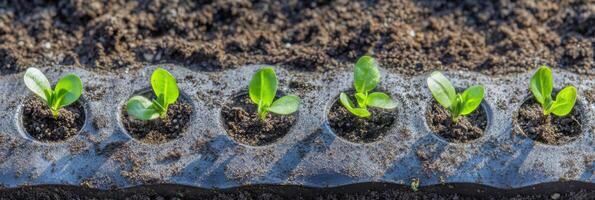 Rows of vibrant green seedlings emerging from soil in plastic trays for agriculture photo
