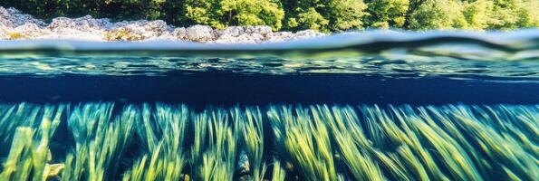 Captivating split view of underwater grass and rocky shoreline with lush trees photo