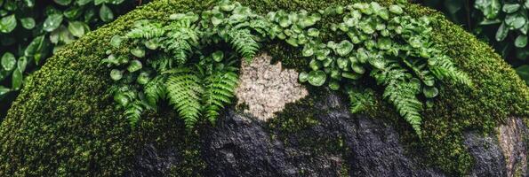 Lush green ferns and moss on stone surface amidst natural surroundings photo