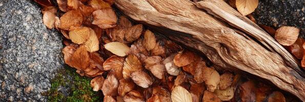 Autumn leaves and weathered wood on moss-covered granite surface photo