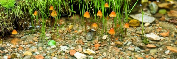Small forest mushrooms growing among pebbles and moss in a natural habitat photo