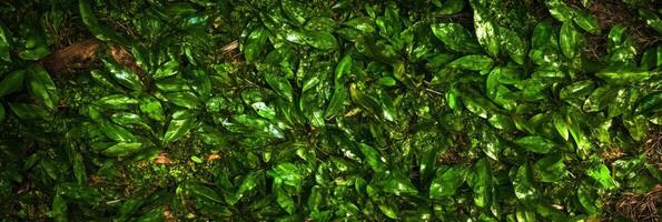 Vibrant green leafy ground cover pattern in lush forest texture background photo