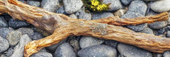 Weathered driftwood on pebble shore with mossy accents photo