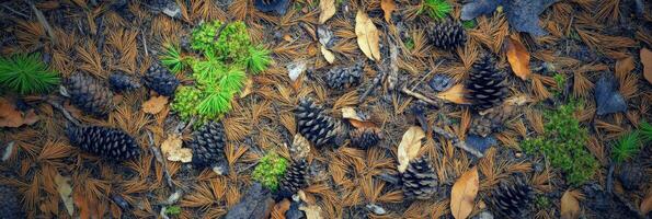 Forest floor with pine needles, cones, and green moss in a natural woodland setting photo