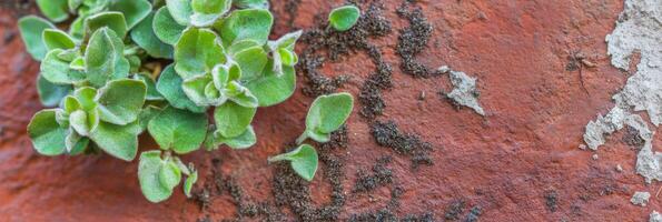 Green succulent plant with fuzzy leaves growing on weathered red brick texture photo