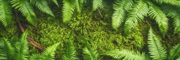 Lush green fern leaves and moss creating a vibrant natural background photo