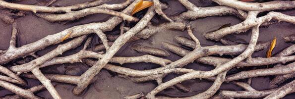 Intertwined roots on muddy terrain with fallen leaves in natural setting photo
