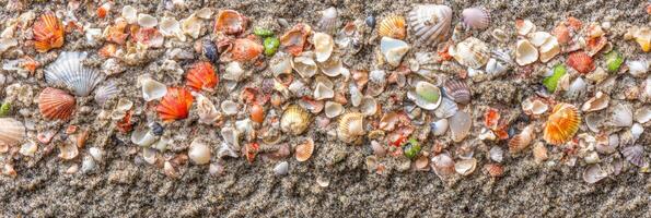 Colorful seashells scattered on sandy beach illustrating coastal nature and ocean life photo